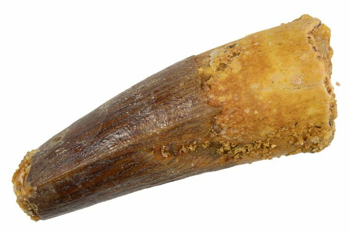 Juvenile Fossil Spinosaurus Tooth - Feeding Worn Tip #345872